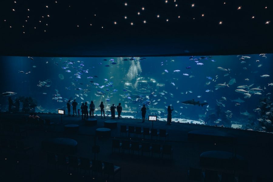 Poema del Mar Gran Canaria – Entrada