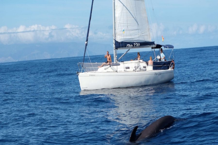 Excursión en barco en Tenerife – Avistamiento de ballenas y delfines (3h, horarios 10:00 / 13:00 / 16:00)