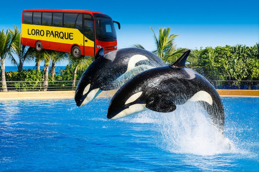 Loro Parque Tenerife – Entrada con autobús incluido